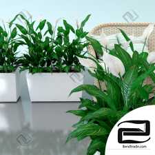 Spathiphyllum Wallis Spathiphyllum 61