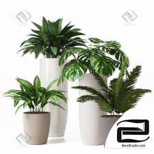 Houseplants collection 25