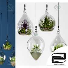 HANGING BOWL VASE Plants