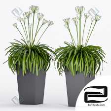 Plant Set Plant Set 224