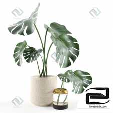 Monstera Monstera 004