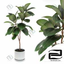 Indoor ficus Ficus elastica 35