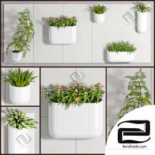 PLANT SET SET OF PLANTS 64