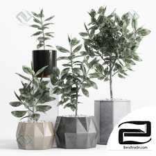 Ficus Elastica Plants 36