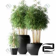 BAMBOO PLANTS BAMBOO PLANTS 43