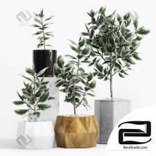 Plants Ficus Plants Ficus