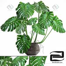 Monstera Monstera 47