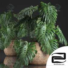 Monstera Monstera 2