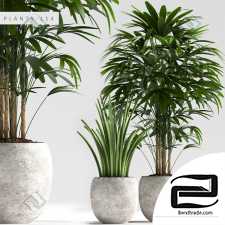 PLANTS PLANTS 347