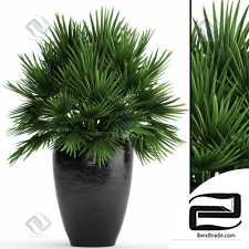 Chamaerops palm Hamerops palm 20