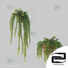 Donleytail Plants