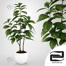 Ficus Ficus