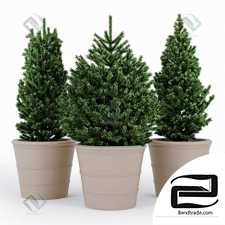 Fir tree Fir tree