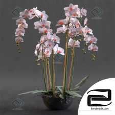 Orchid Orchid 1