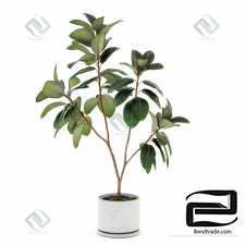 Indoor Ficus Ficus elastica