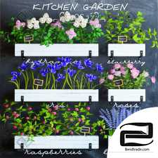 plants for kitchen Kitchen garden