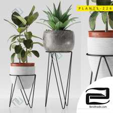 Plants plants 51