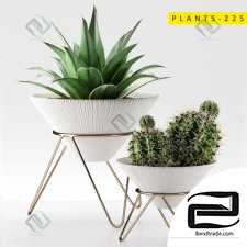 plants plants 050