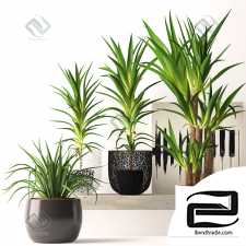 Houseplant set Set of indoor plants 84