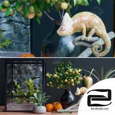 Decorative set Decor set chameleon