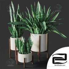 Sansevieria Sansevieria 07