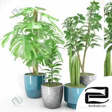 Plant Plant 117