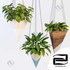 Hanging plants Hanging plants 41