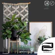 Decorative set with ficus Decor set with ficus 15