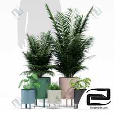 Bau pot Plants