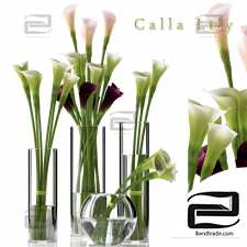 Bouquet Bouquet Calla Lily 02