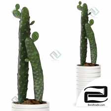 Opunciya cactus