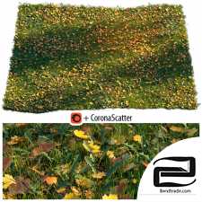 Grass Lawn with dry maple leaves