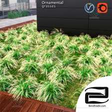 Ornamental grass 07