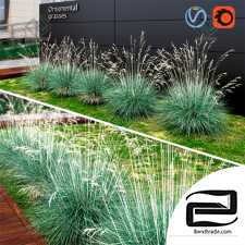 Ornamental grass 03