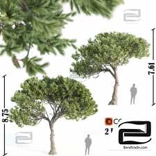 Italian pine trees