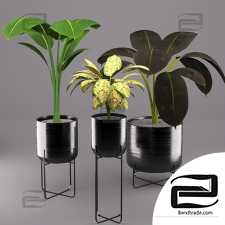 Indoor Plants Indoor Plants
