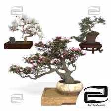 Bonsai trees set for decor