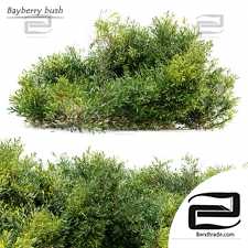 Bayberry bush bushes