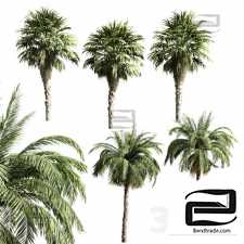 Trees set of palms