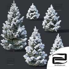 Spruce Trees 05