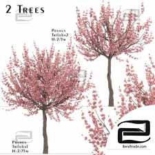 Trees Set of Prunus Triloba Trees