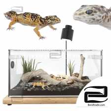 Terrarium with geckos 2