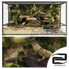 Agama Terrarium