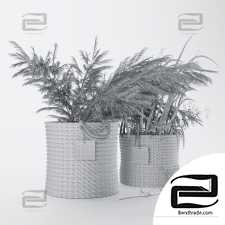 dry plants 1