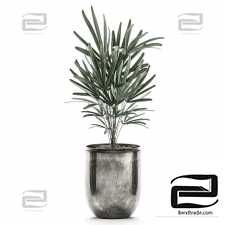 Plant collection 531. Dracaena, Licuala, palm, rapeseed, black flowerpot