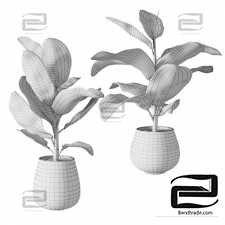 A set of plants ficus rubber-bearing
