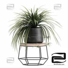 Plant collection 899. Cactus, loft, table, black flowerpot, metal