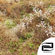 Dry meadow grass