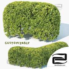 Bushes of Buxus Sempervirens