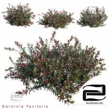 Darwinia Taxifolia Bushes